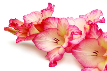 gladiola