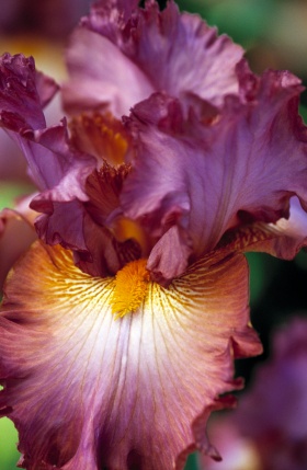 iris