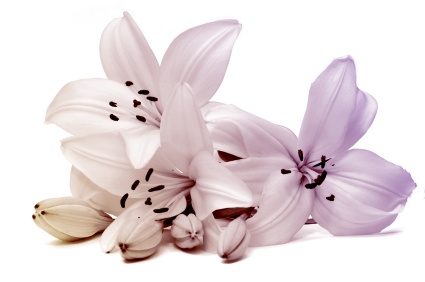lily