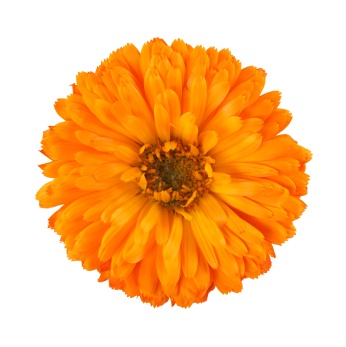 marigold